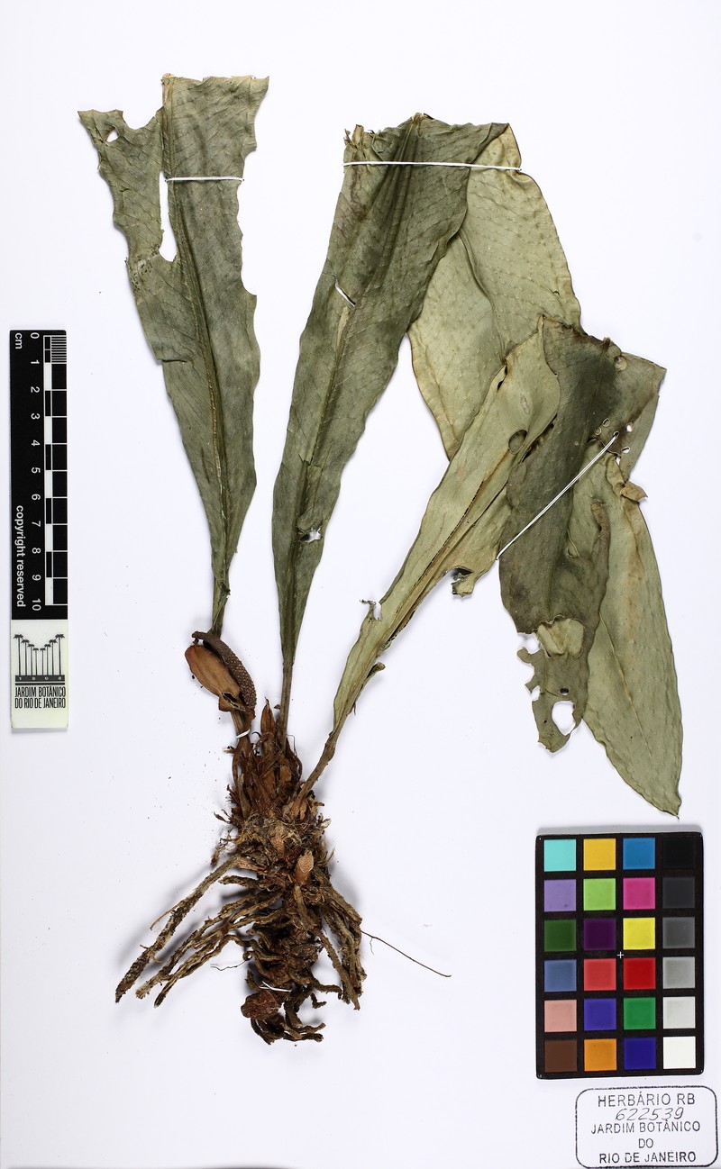 Anthurium martinellii