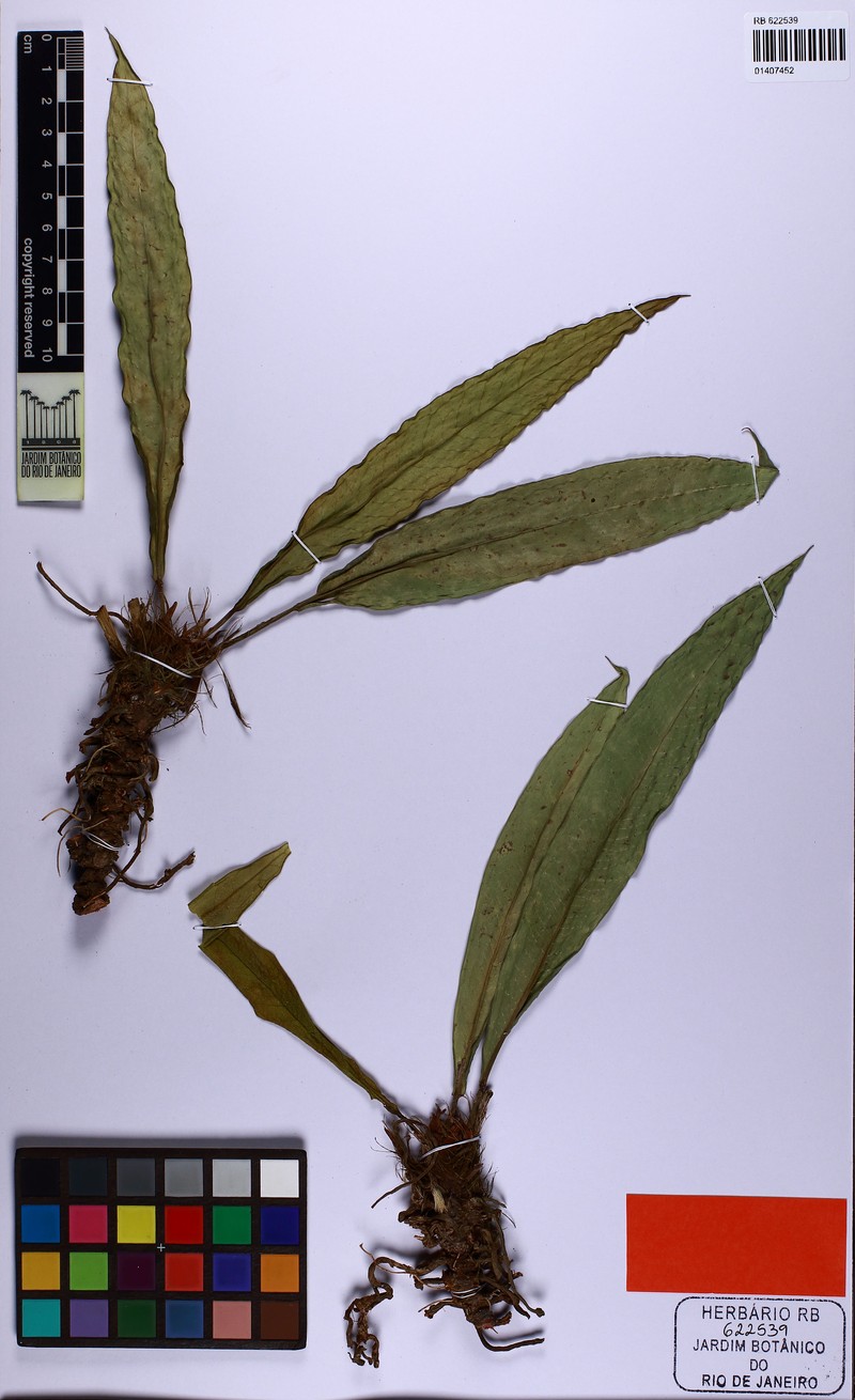 Anthurium martinellii photo 2