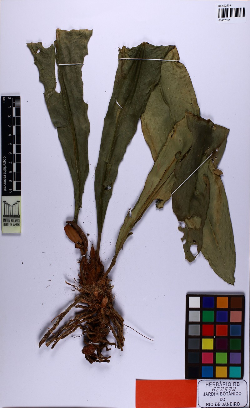 Anthurium martinellii photo 3