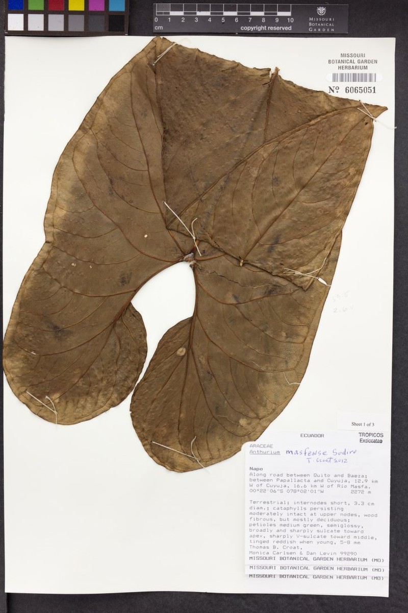 Anthurium masfense