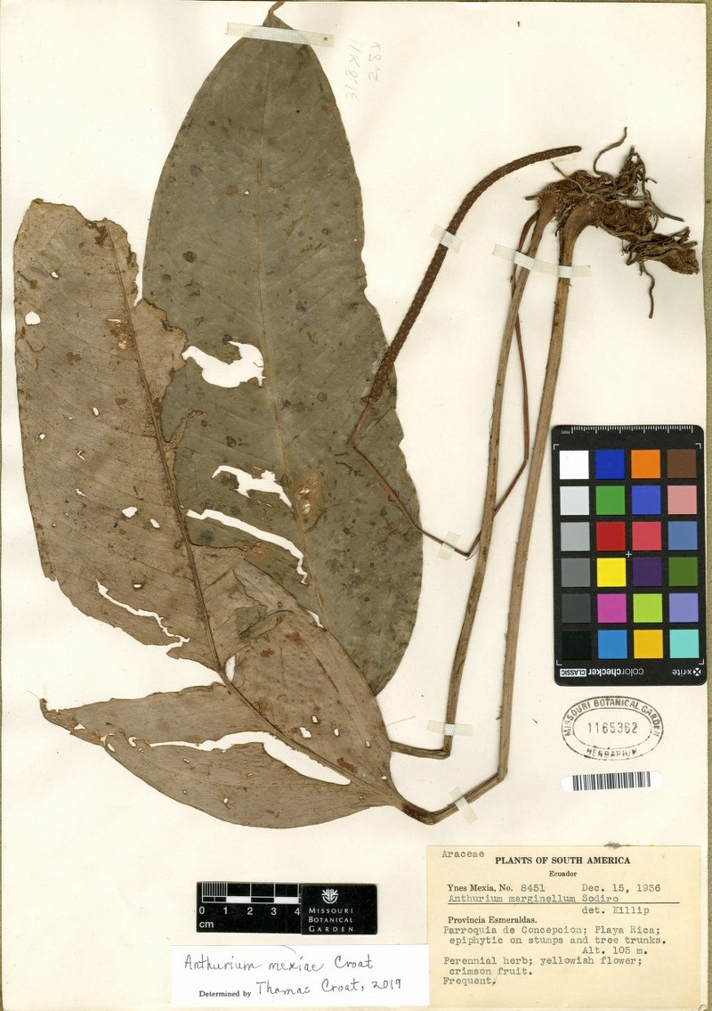 Anthurium maximum