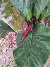 Anthurium mayoanum