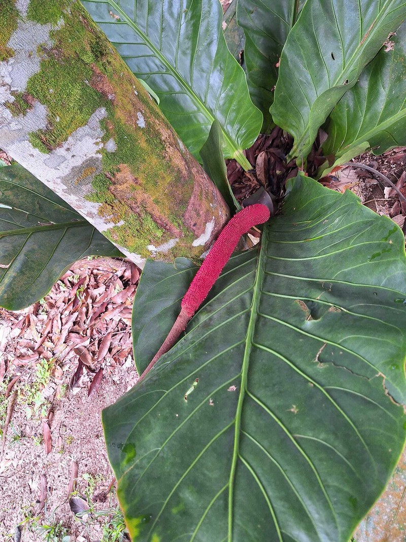 Anthurium mayoanum photo 2