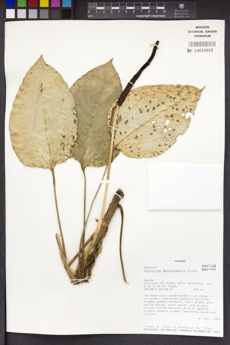 Anthurium melastomatis