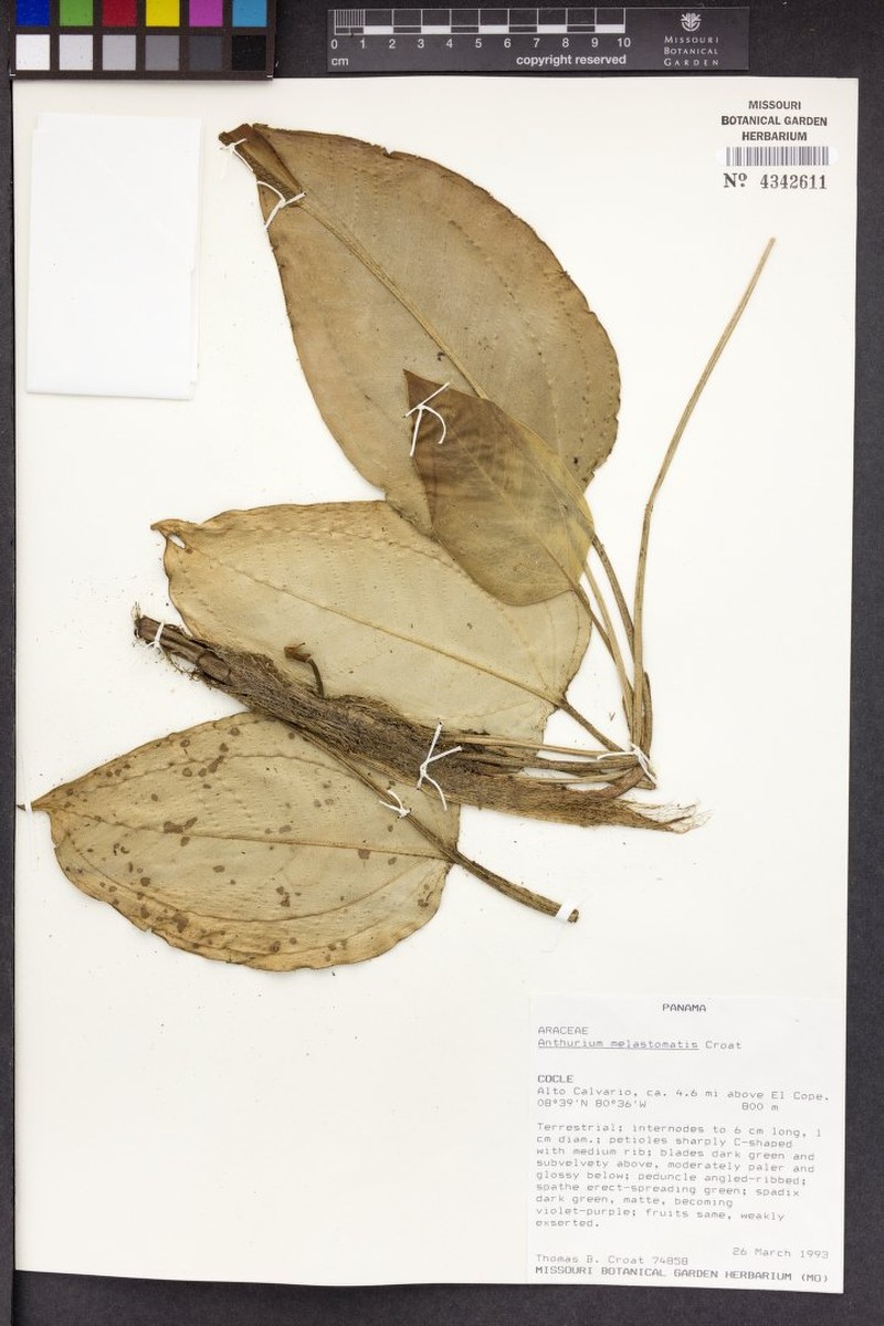 Anthurium melastomatis photo 2