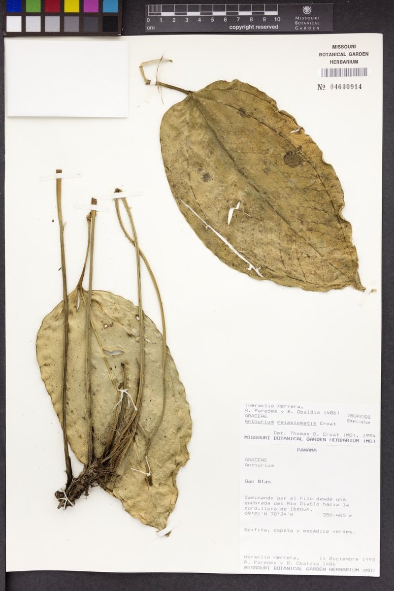 Anthurium melastomatis photo 3