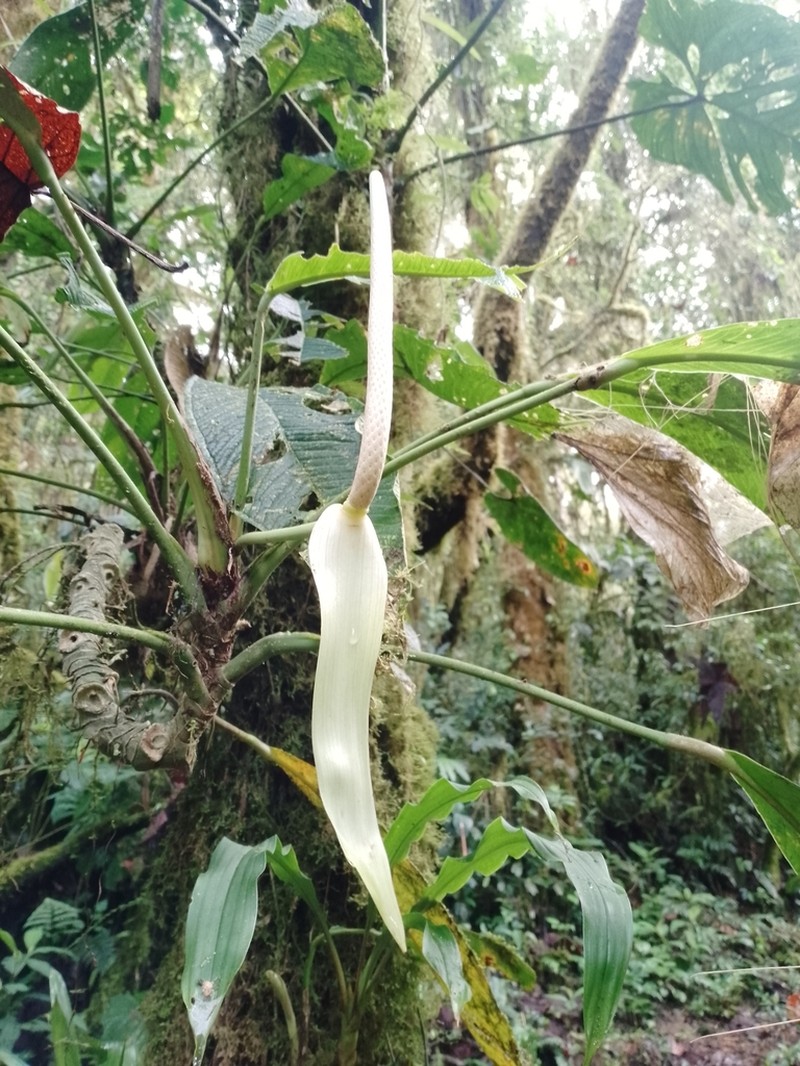 Anthurium membranaceum photo 3