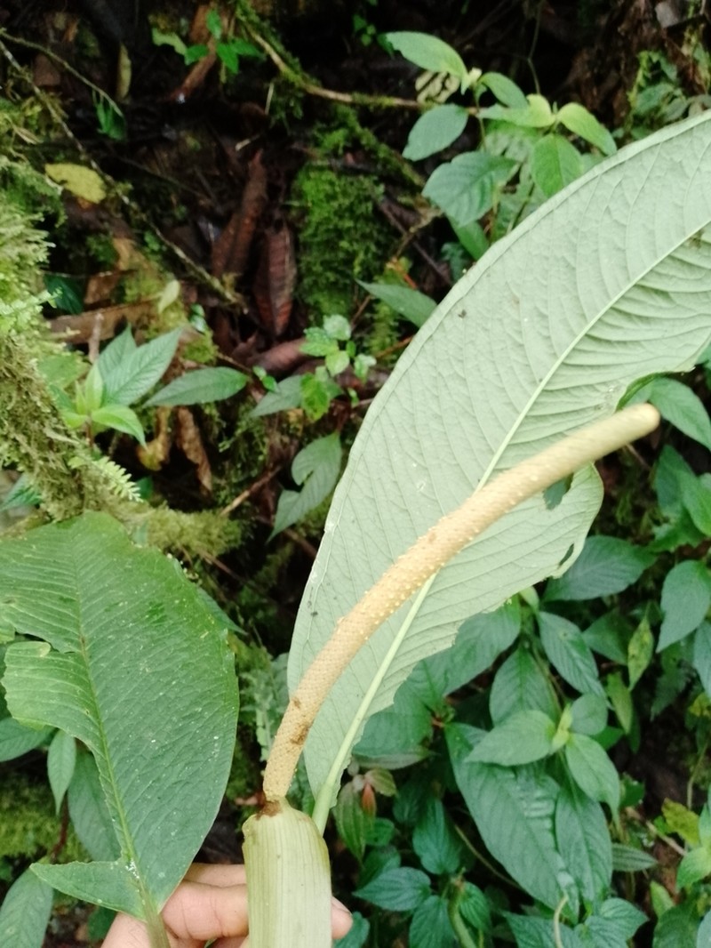 Anthurium membranaceum photo 4
