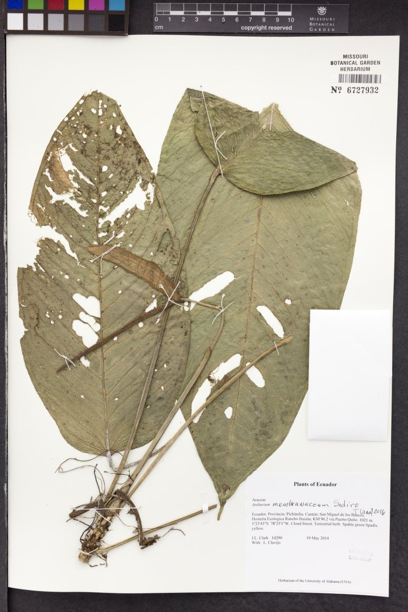 Anthurium membranaceum photo 5