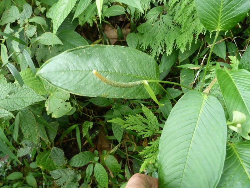 Anthurium membranaceum photo 6