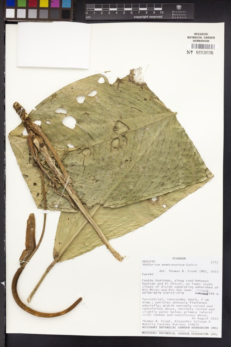Anthurium membranaceum photo 7