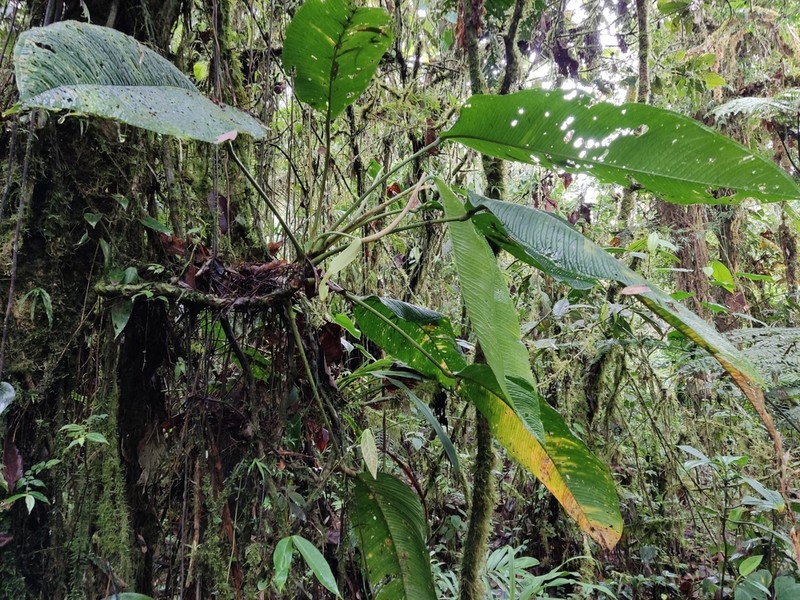 Anthurium membranaceum