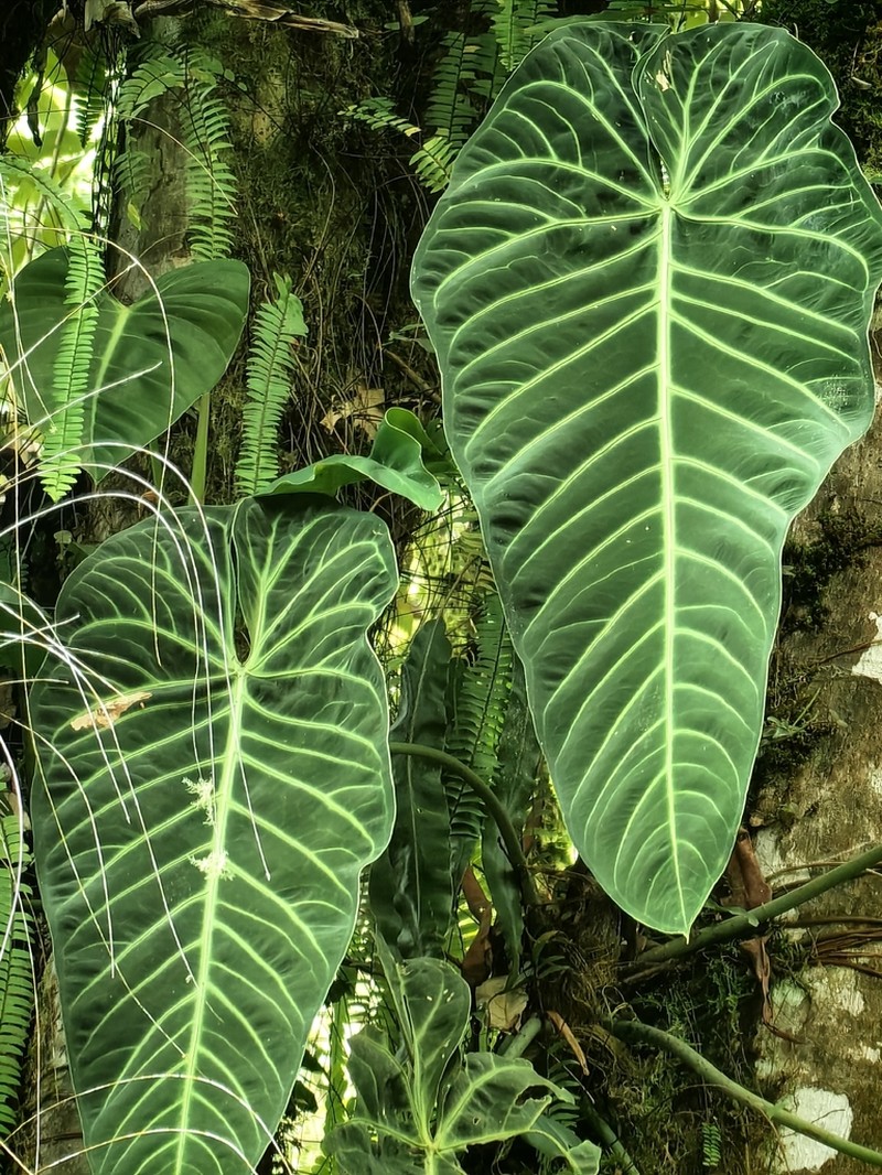 Anthurium metallicum