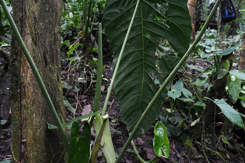 Anthurium metallicum photo 4