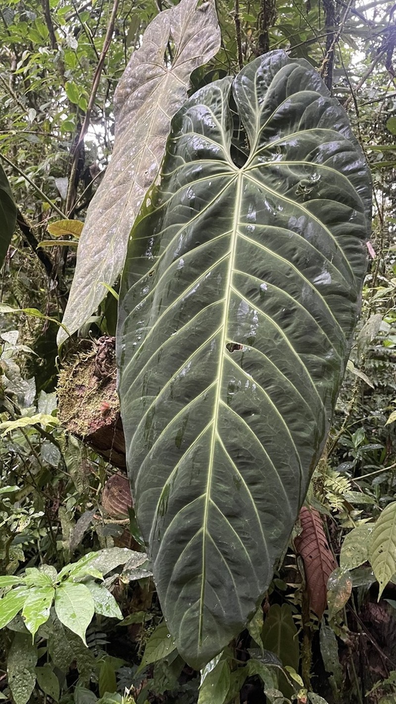 Anthurium metallicum photo 5