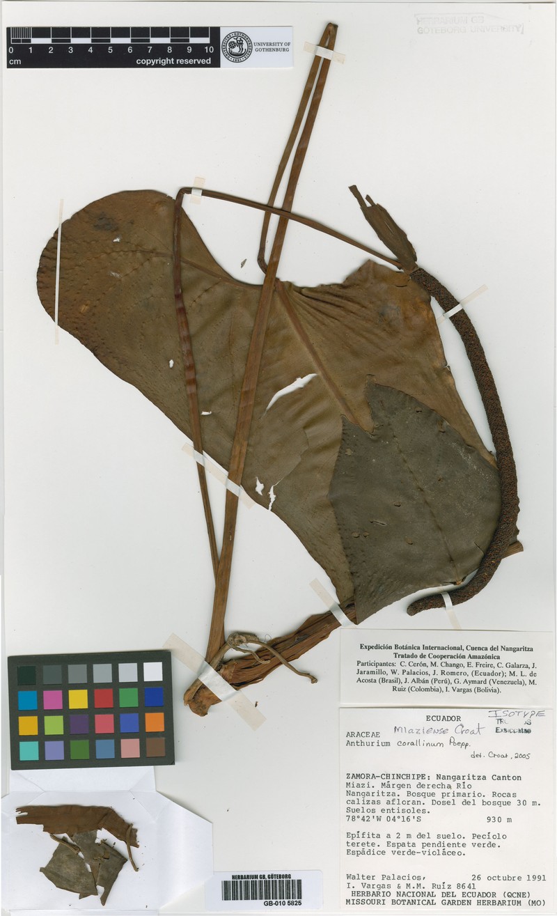 Anthurium miaziense