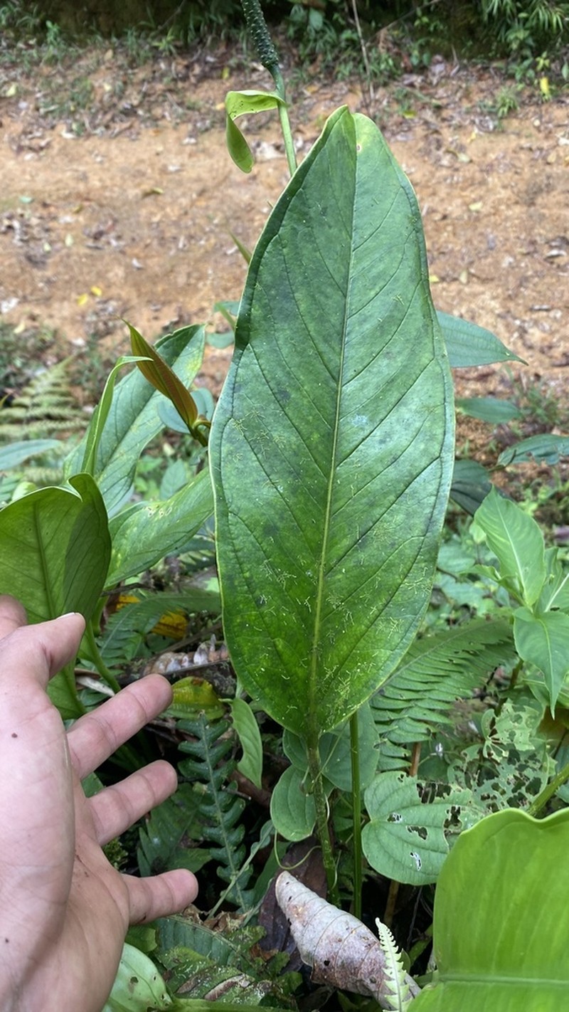 Anthurium michelii