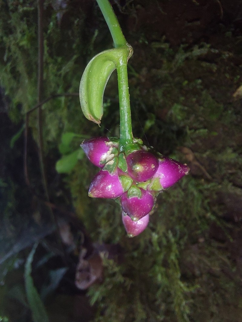 Anthurium michelii photo 2