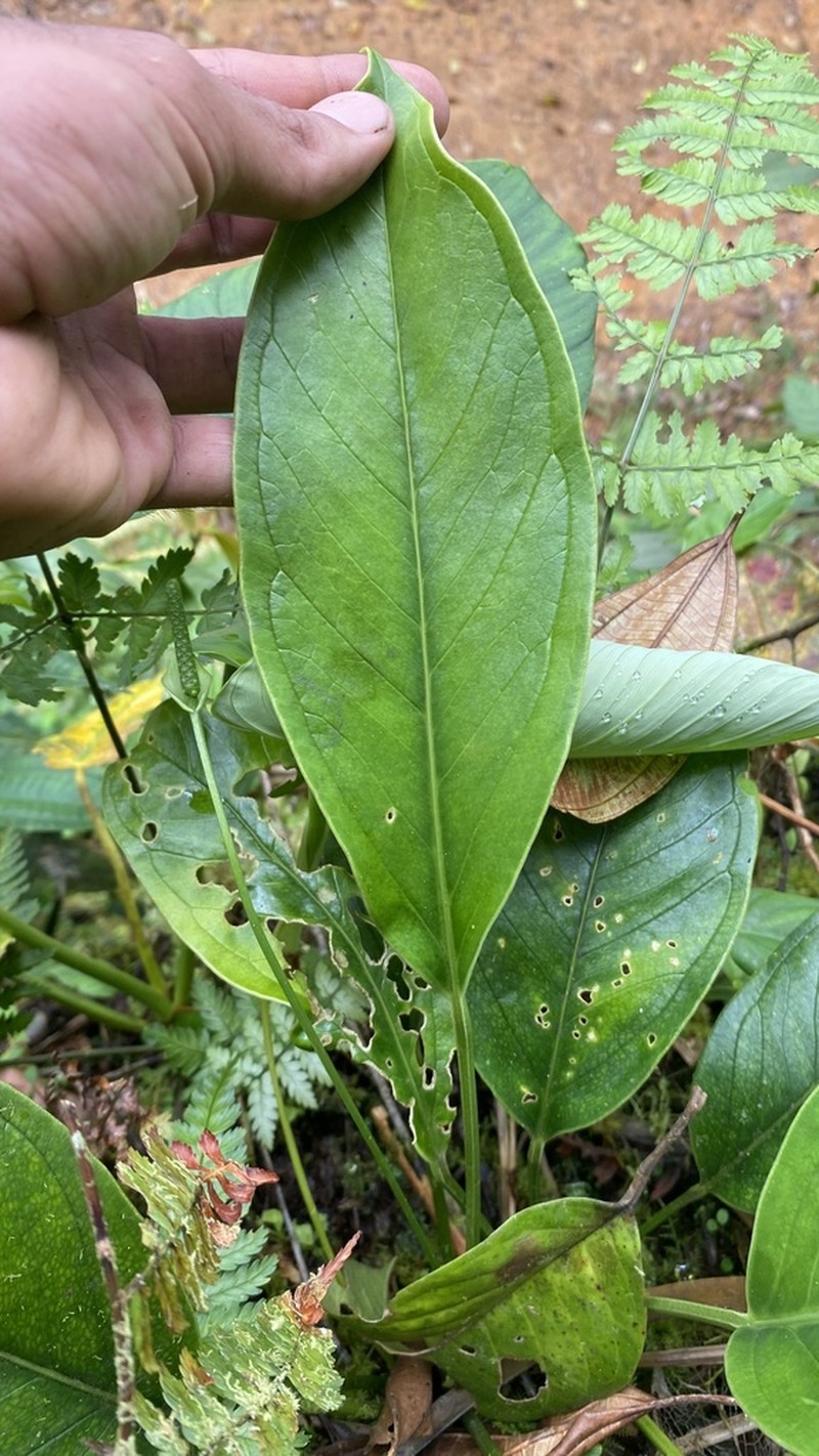 Anthurium michelii photo 3