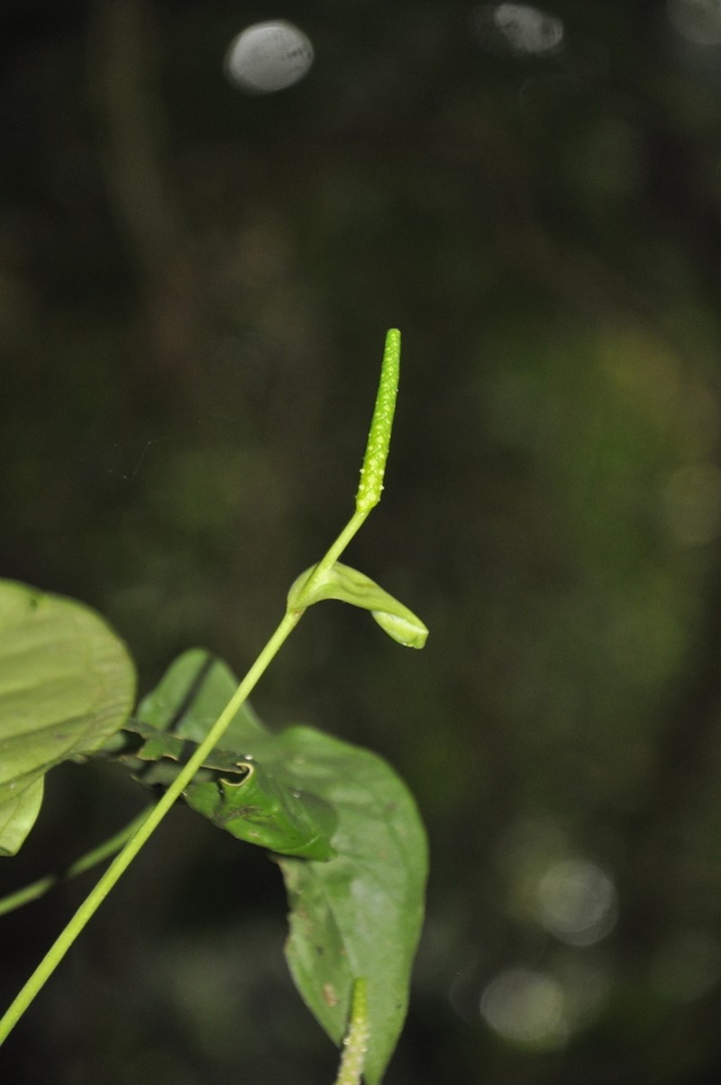 Anthurium michelii photo 8