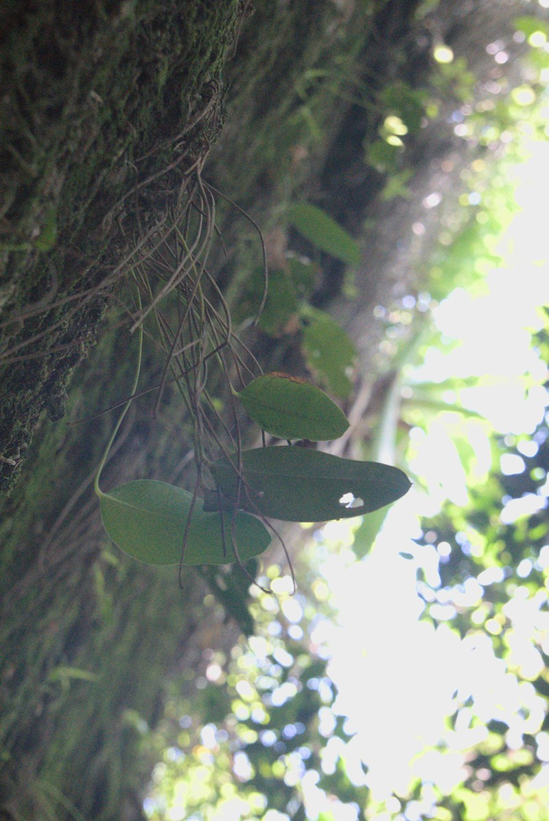Anthurium microphyllum photo 2