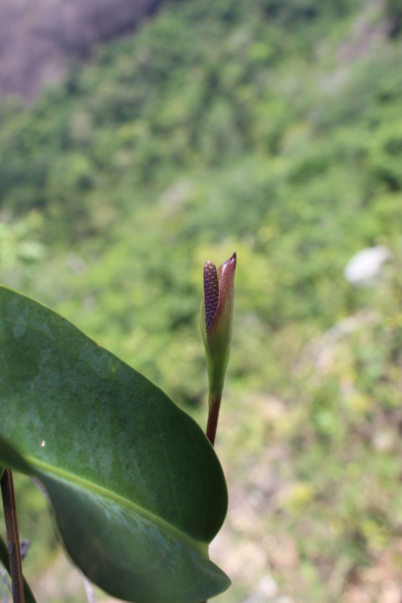 Anthurium microphyllum photo 3
