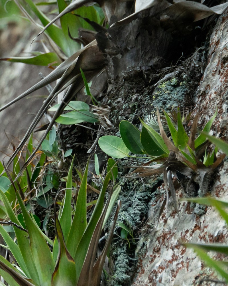 Anthurium microphyllum photo 5