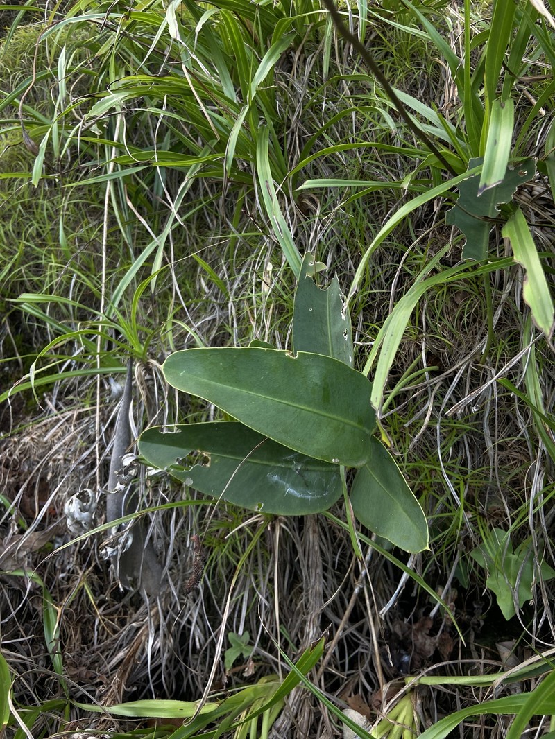 Anthurium microphyllum photo 8