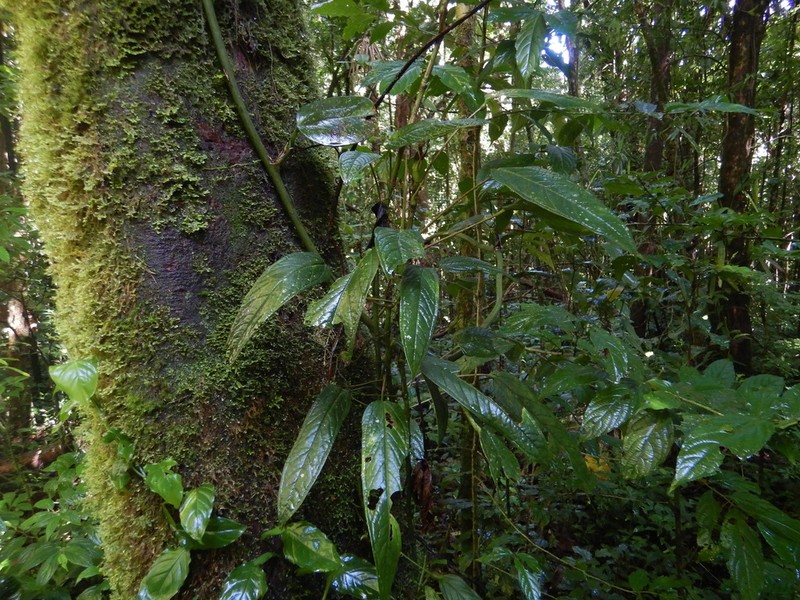 Anthurium microspadix photo 2