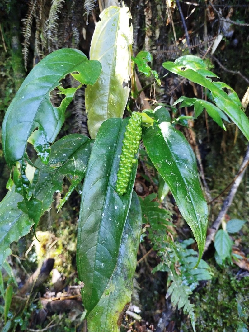 Anthurium microspadix photo 3