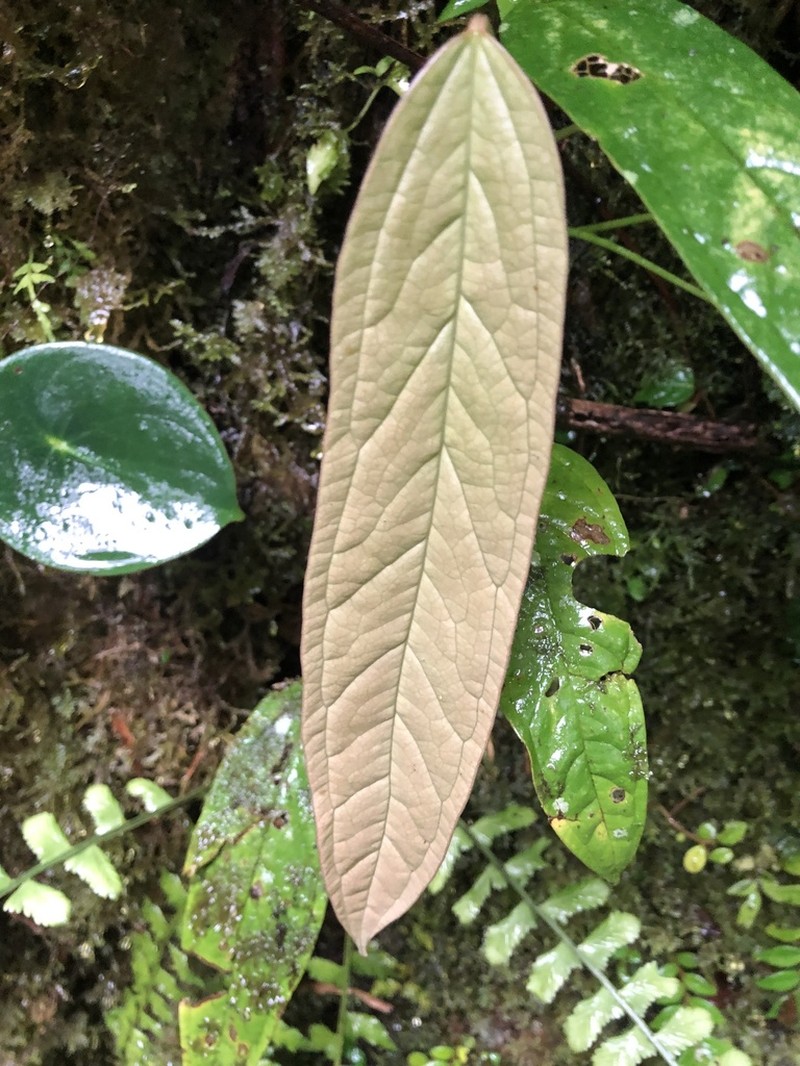 Anthurium microspadix photo 4