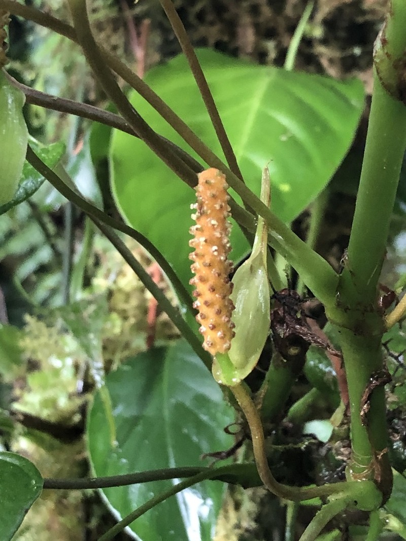 Anthurium microspadix photo 5