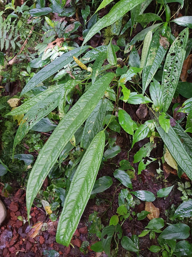 Anthurium microspadix photo 6