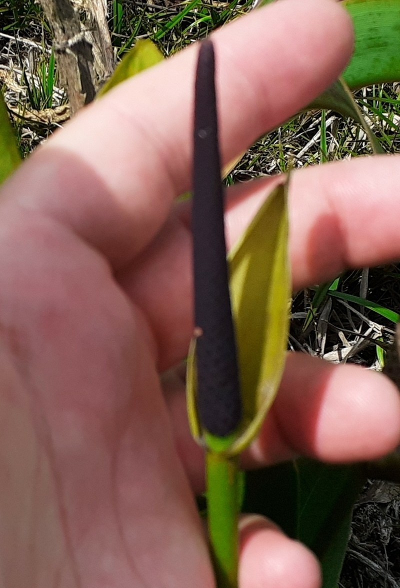Anthurium minarum