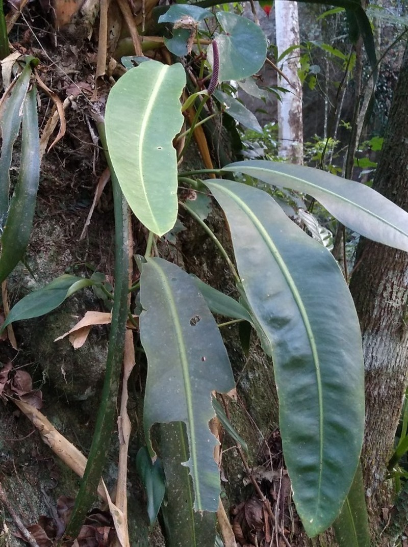 Anthurium minarum photo 2