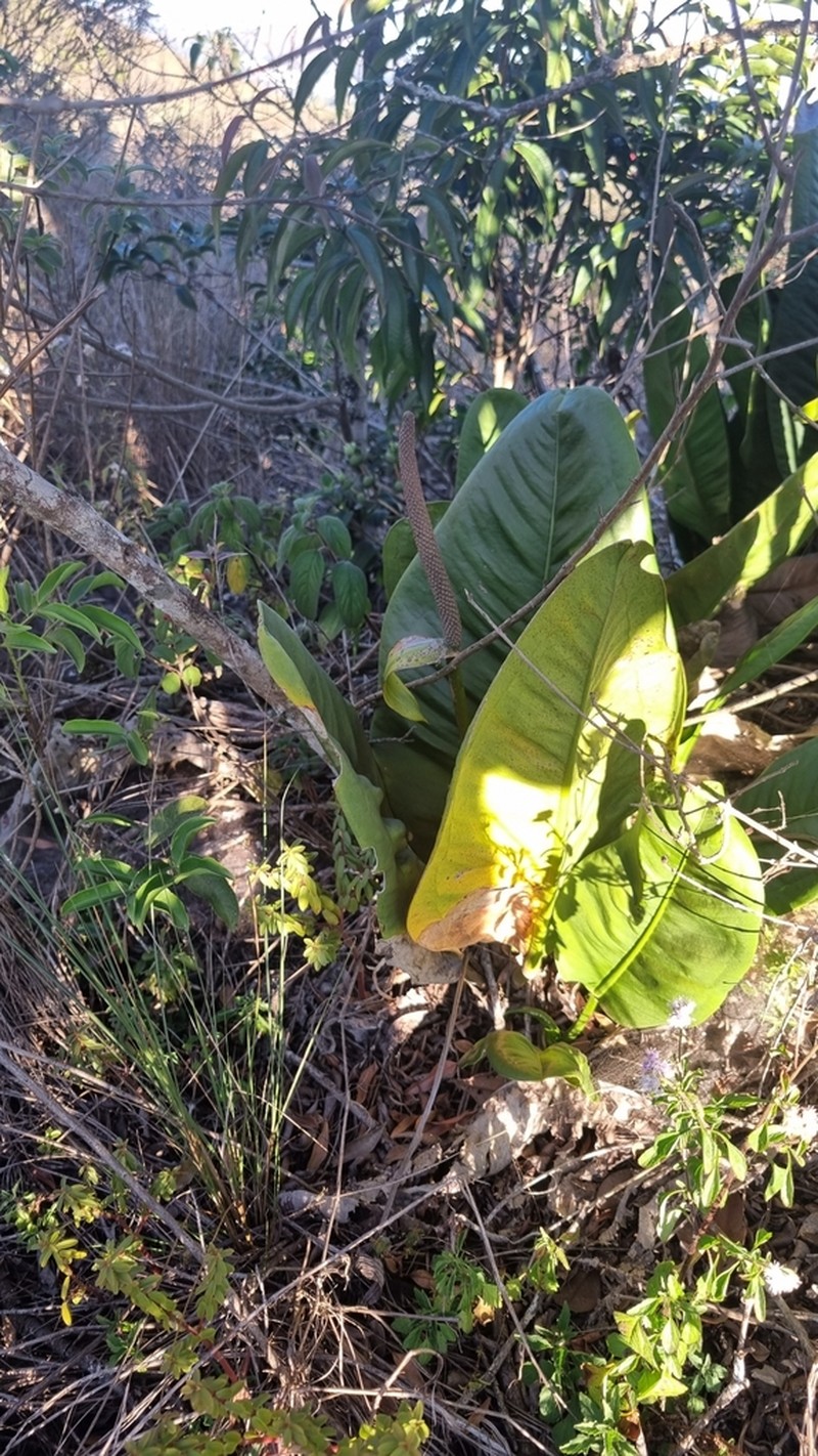 Anthurium minarum photo 4