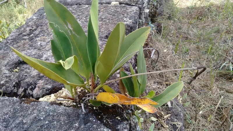 Anthurium minarum photo 5