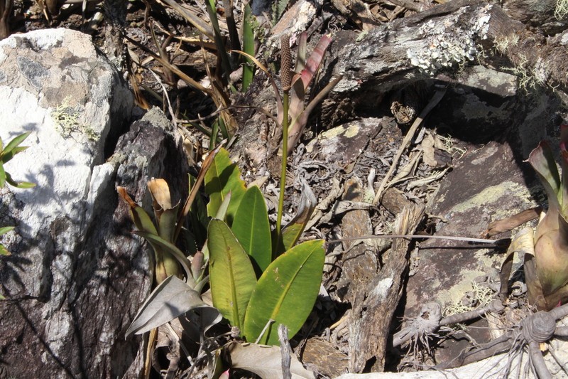 Anthurium minarum photo 6