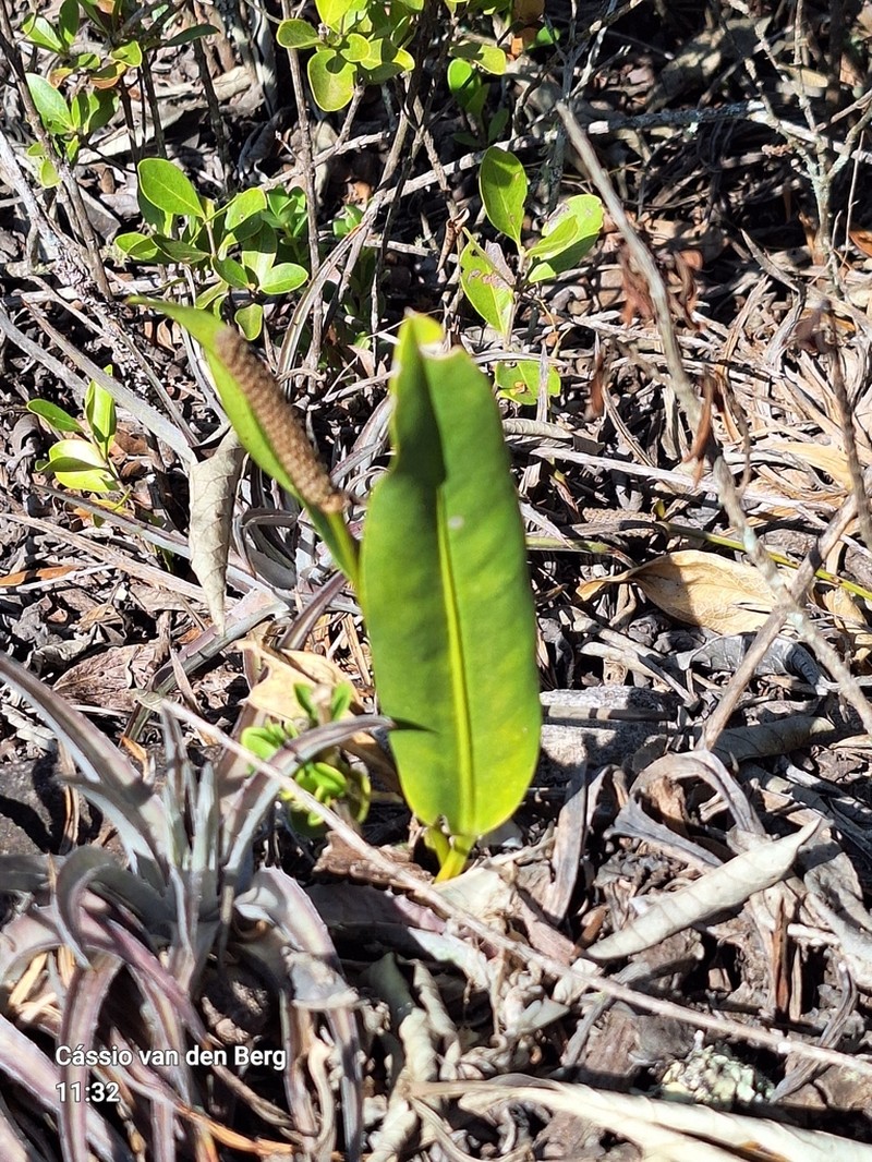 Anthurium minarum photo 8