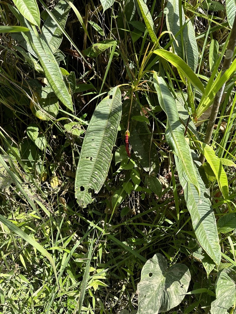Anthurium mindense
