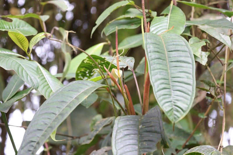 Anthurium mindense photo 2