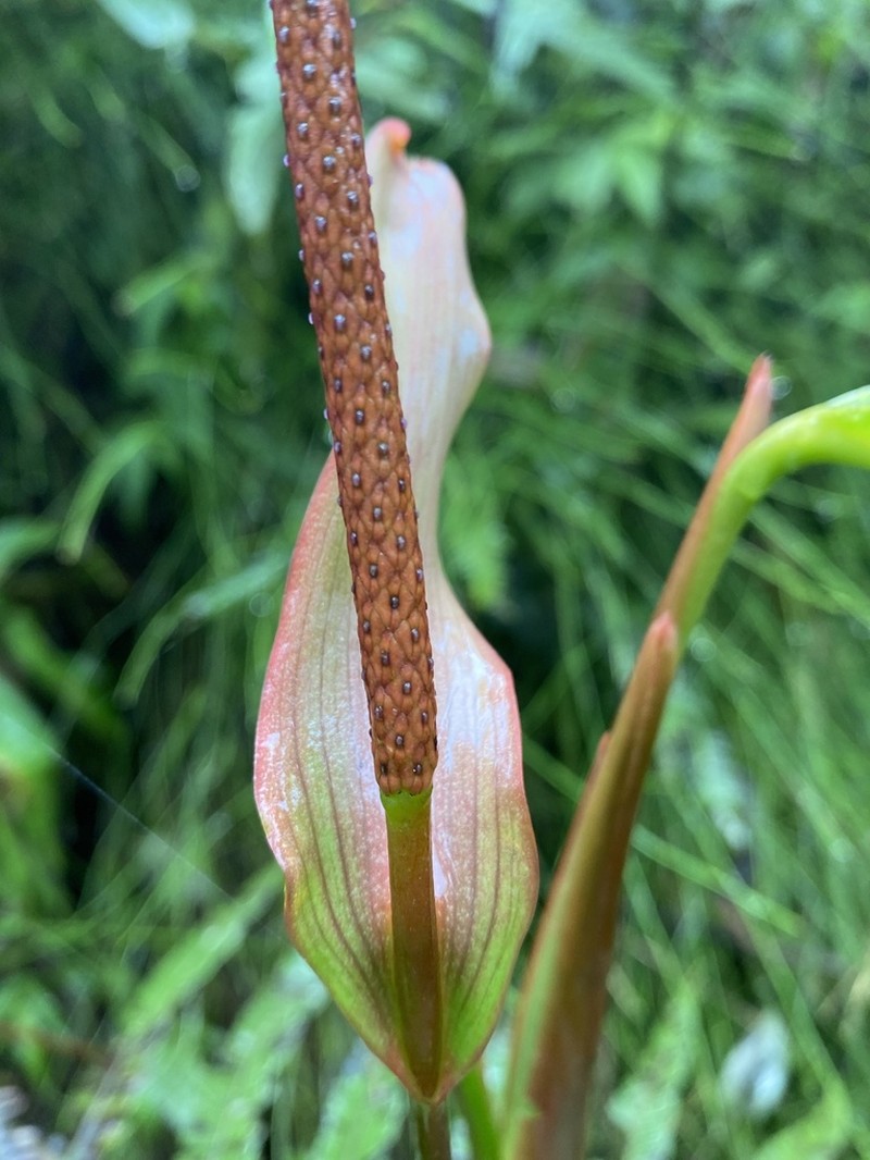 Anthurium mindense photo 3