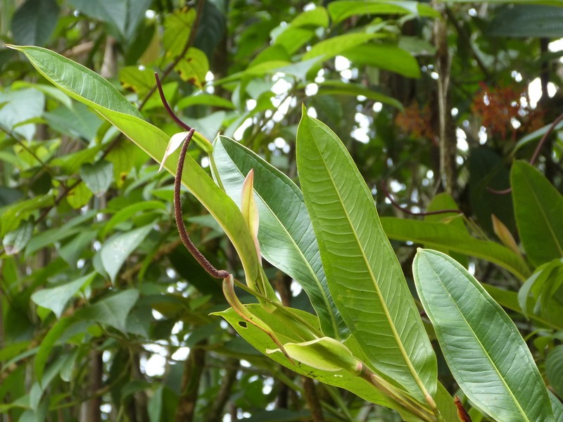Anthurium mindense photo 4