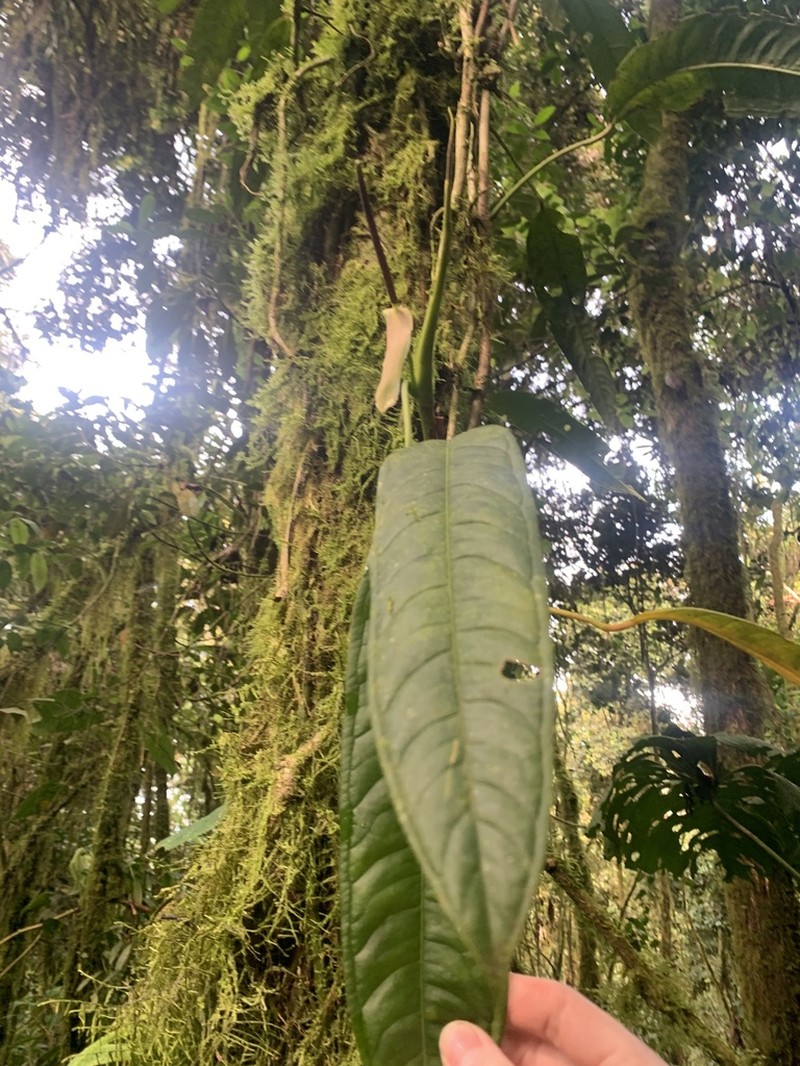 Anthurium mindense photo 5