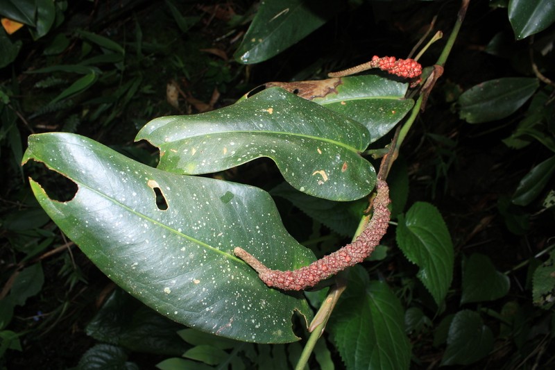 Anthurium mindense photo 6