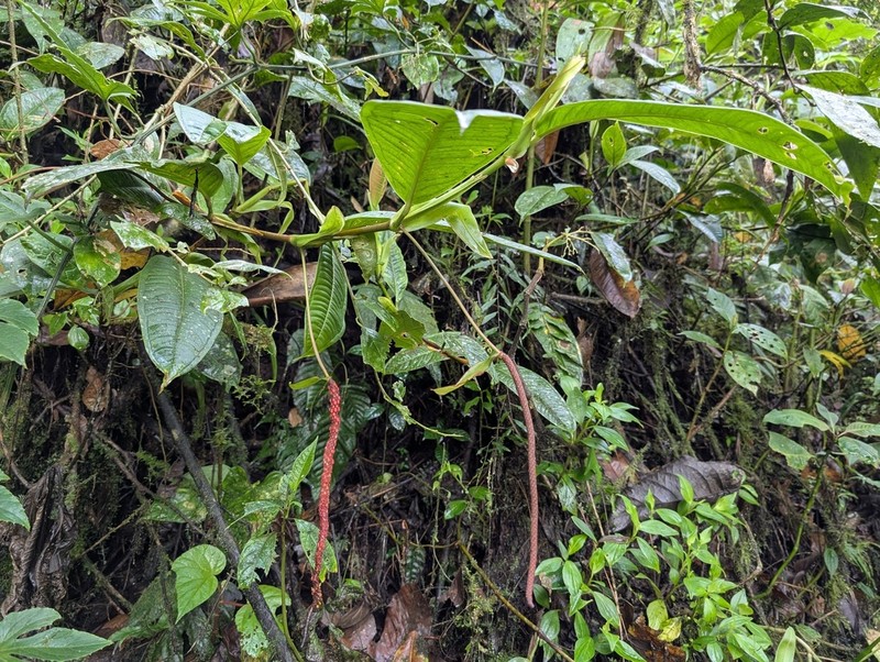 Anthurium mindense photo 7