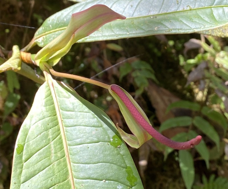 Anthurium mindense photo 8