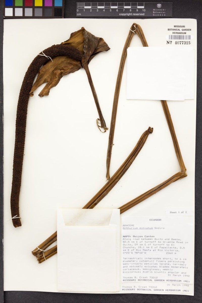 Anthurium miniatum