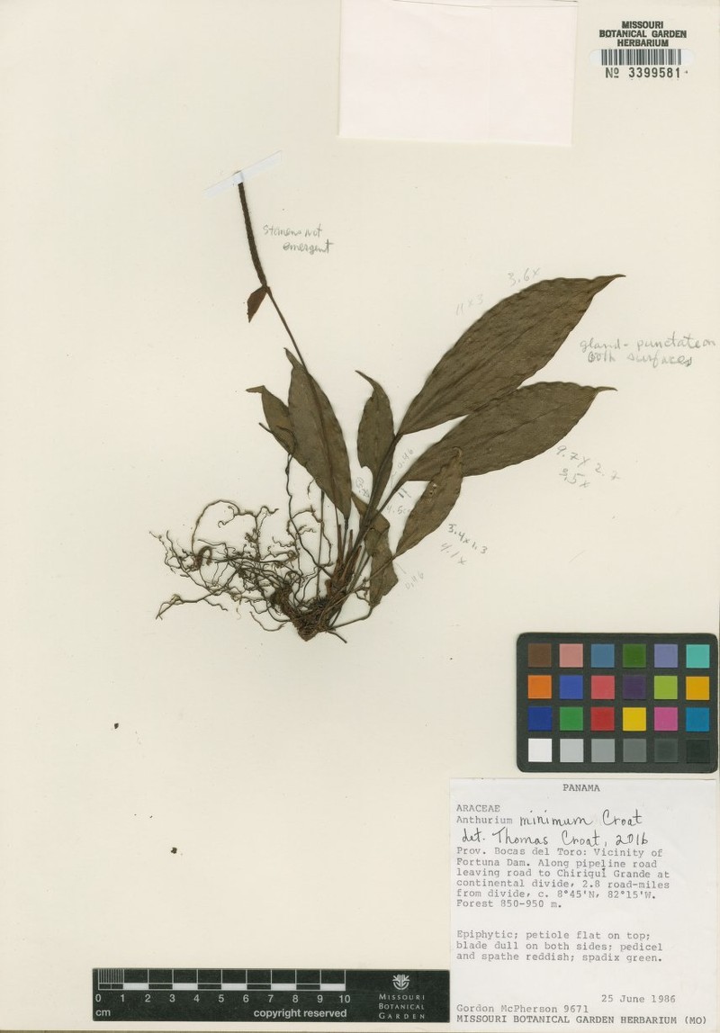 Anthurium minimum