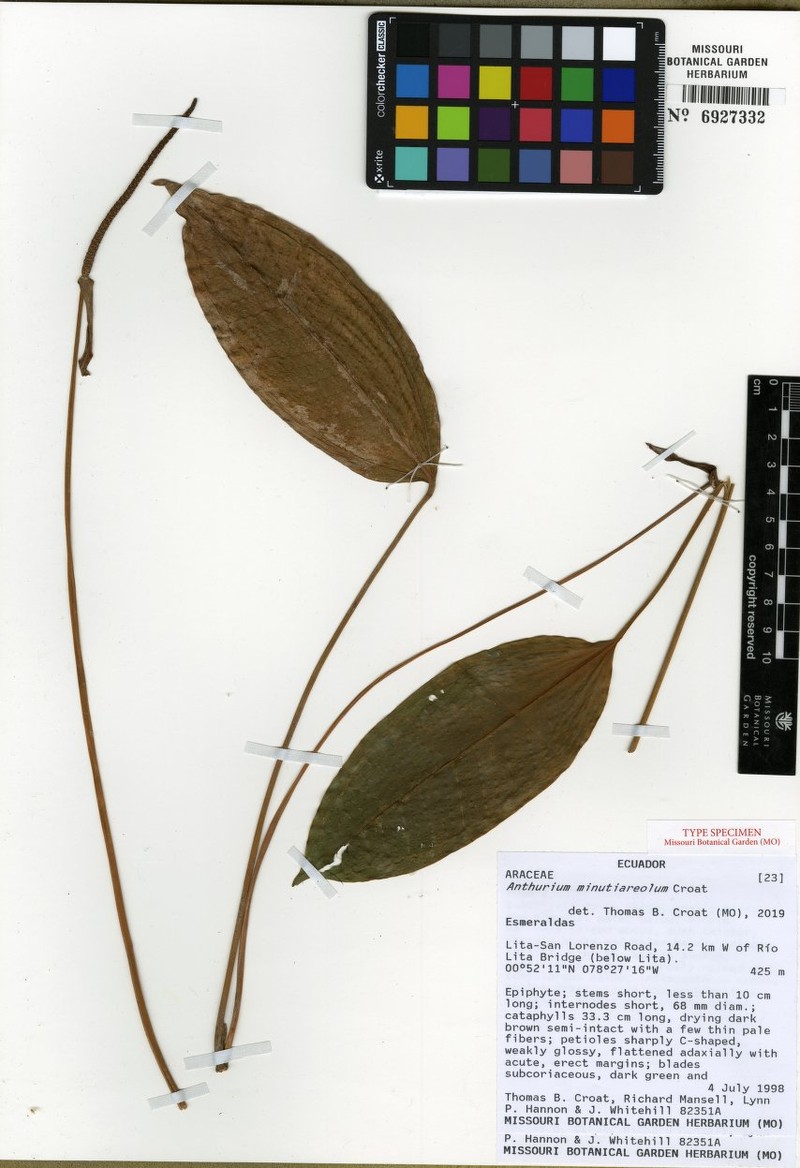 Anthurium minutiareolum